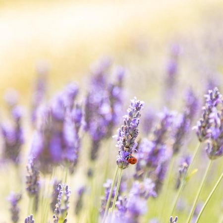 Agriturismo La Valle Della Lavanda - Podere Mezzastrada Fauglia Dış mekan fotoğraf