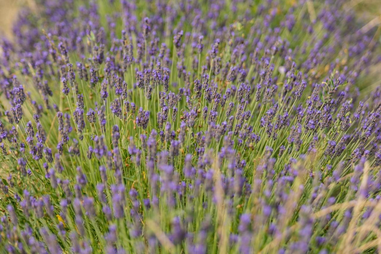 Agriturismo La Valle Della Lavanda - Podere Mezzastrada Fauglia Dış mekan fotoğraf